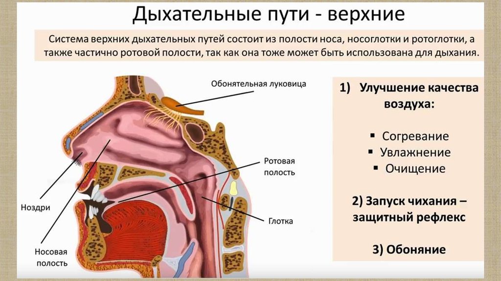 Полость состоять