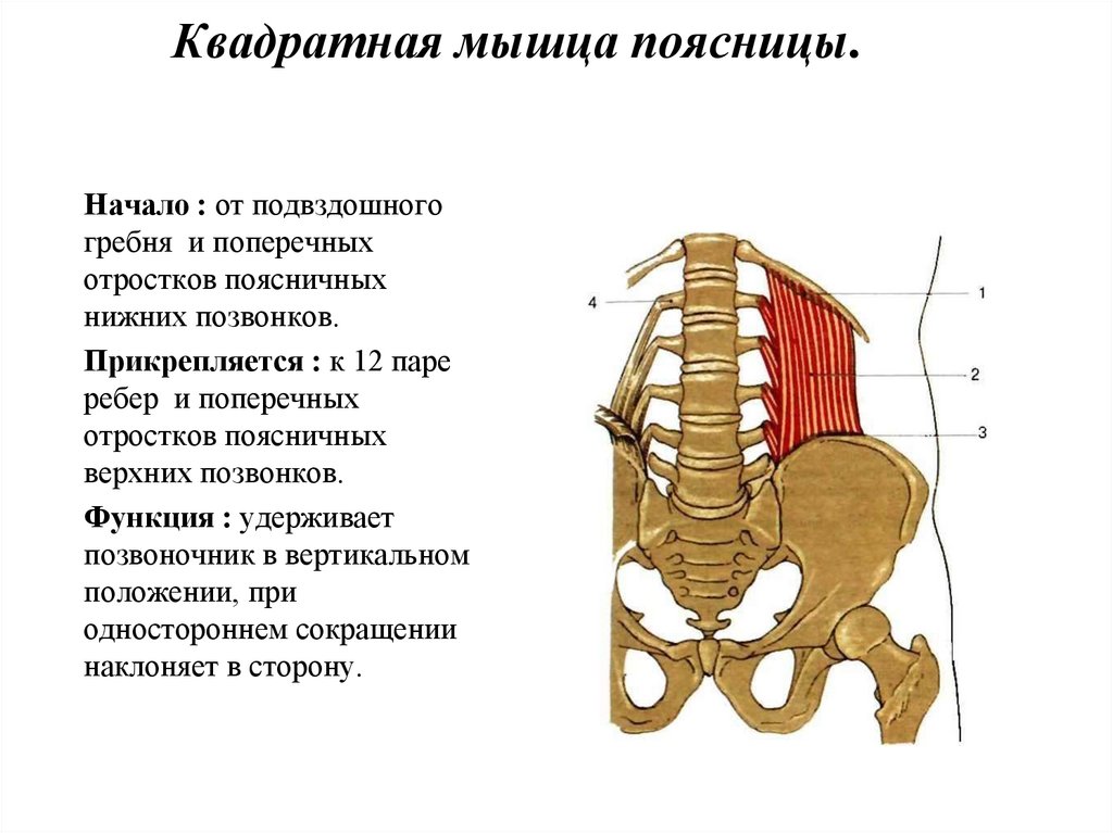 Квадратная мышца поясницы фото