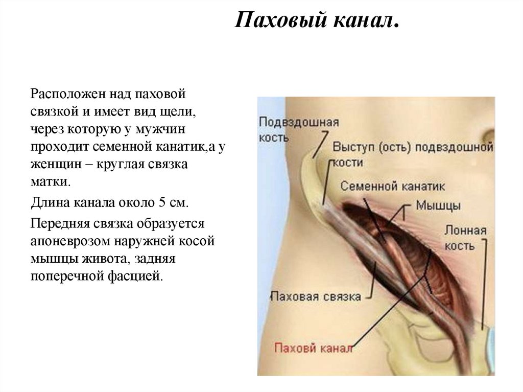 Паховая связка. Паховый канал. Паховая связка и паховый канал. Паховый канал у женщин анатомия.