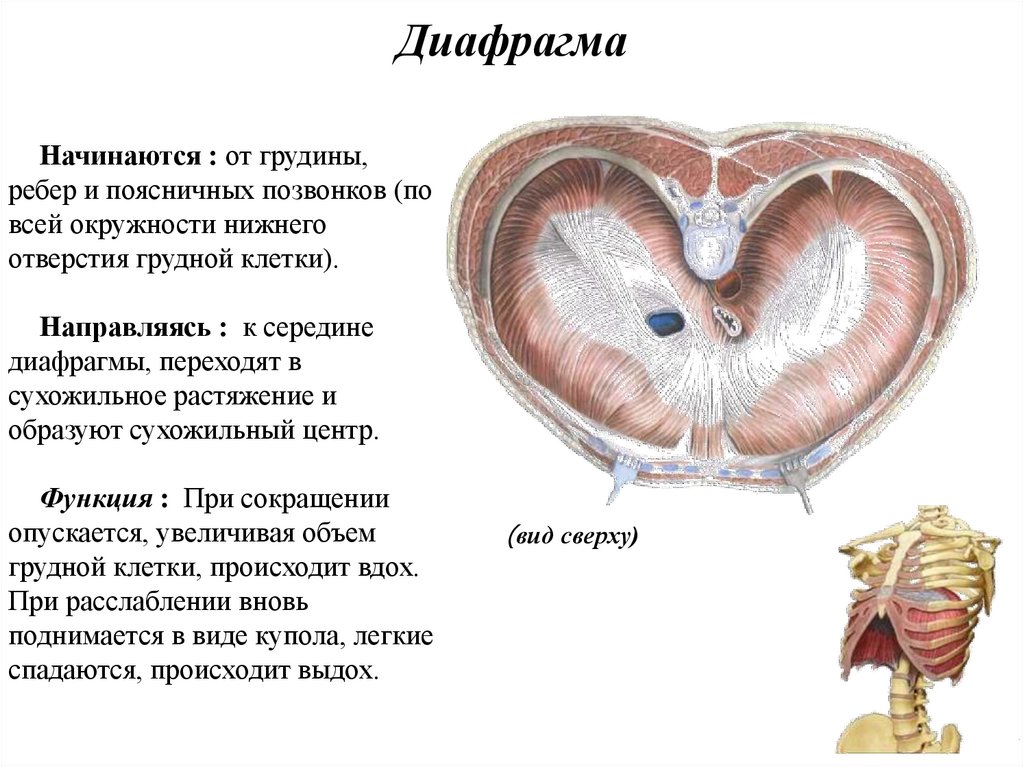 Диафрагма рисунок анатомия