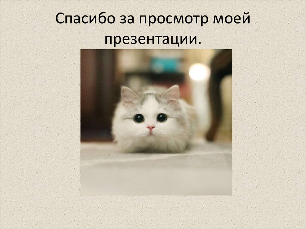 Кот презентация окончена