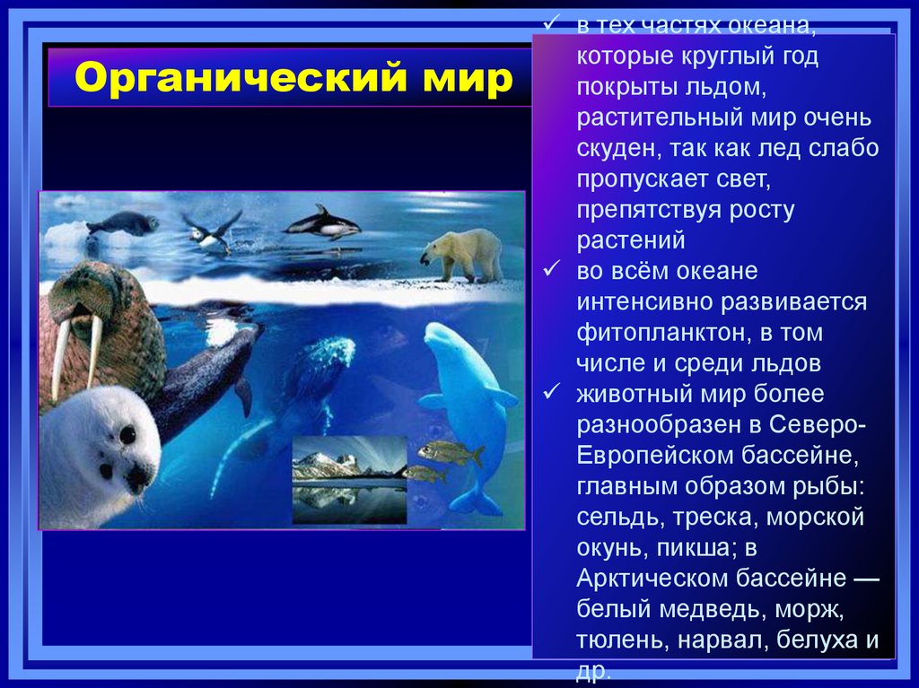 Органический мир примеры. Органический мир океана. Обитатели дна Северного Ледовитого океана. Животный мир океана презентация. Животные Северного Ледовитого океана презентация.