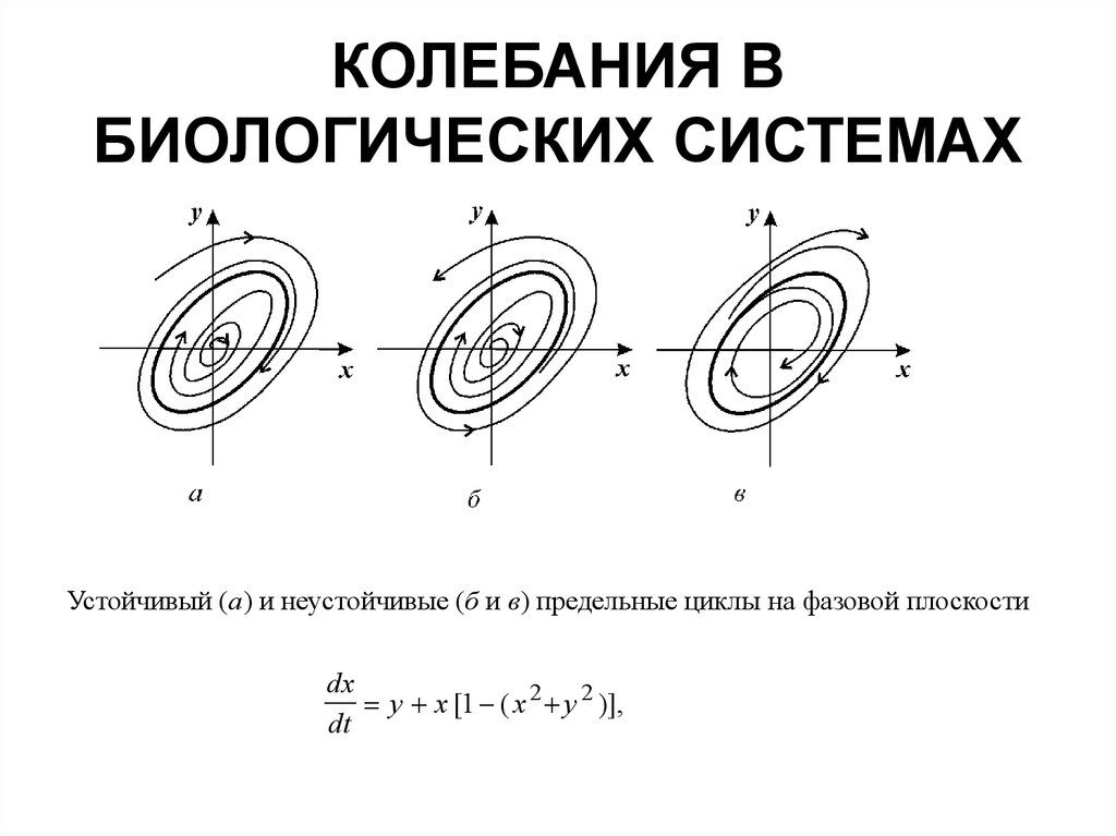 Колебания цикла. Фазовый портрет предельный цикл. Предельный цикл системы дифференциальных уравнений. Колебания в биологических системах. Устойчивый предельный цикл.