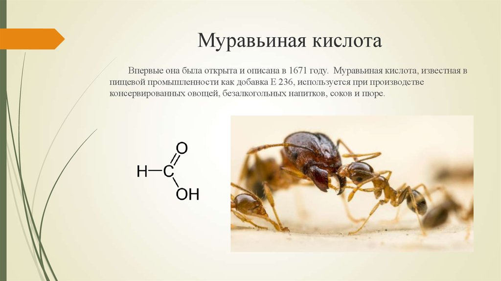 Несмотря на муравьиную склонность объединять свои. Муравьиная кислота e236. Муравьи и муравьиная кислота. Муравьиная кислота в пищевой промышленности. Муравьиная кислота картинки.