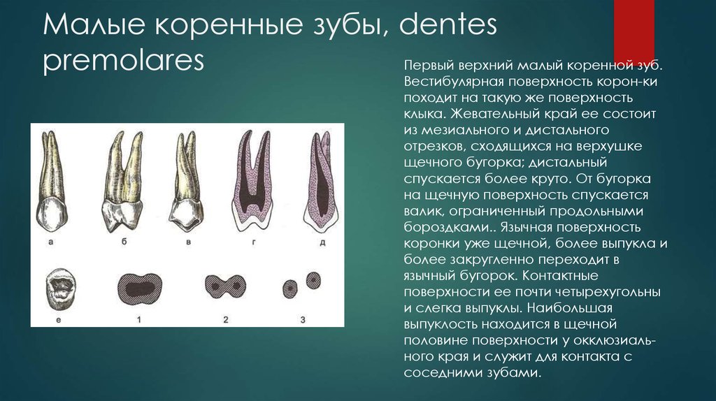 Анатомия зубов и биомеханика жевательного аппарата - sushi-edut.ru