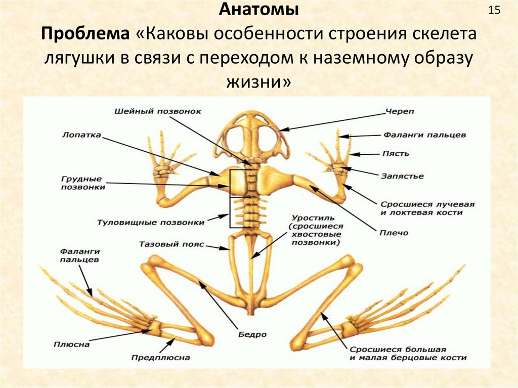 Скелет лягушки позвоночник