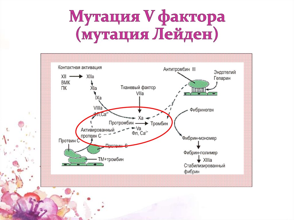 Фактор 5. Мутация фактора v Лейден. Лейденская мутация фактора 5. Мутация пятого фактора Лейдена. F5 фактор свертывания крови.