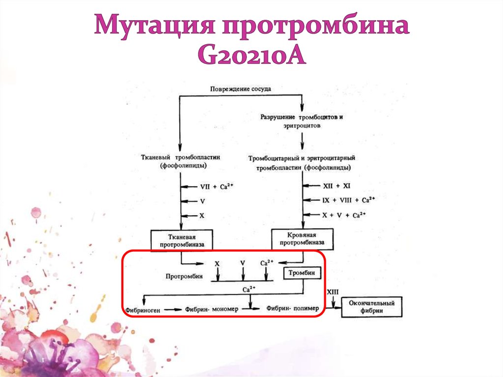 Лейденовская мутация. F2 протромбин g/g. Мутация в гене протромбина. Мутация - 20210а в гене протромбина. Строение протромбина.