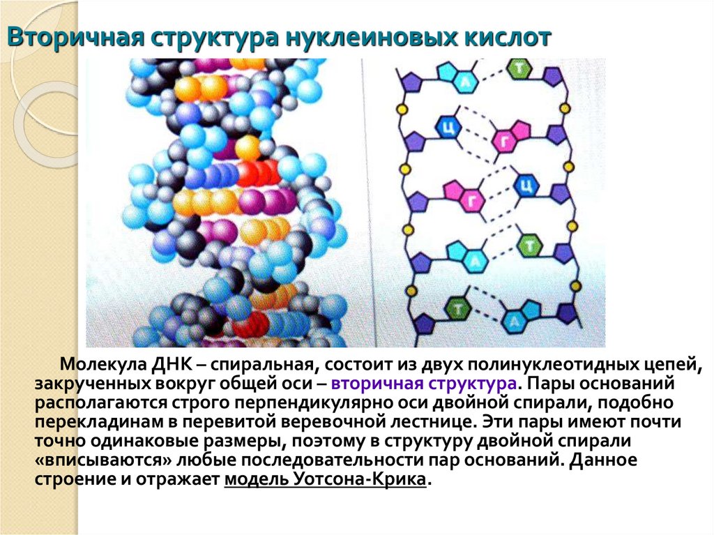 Вторичная днк