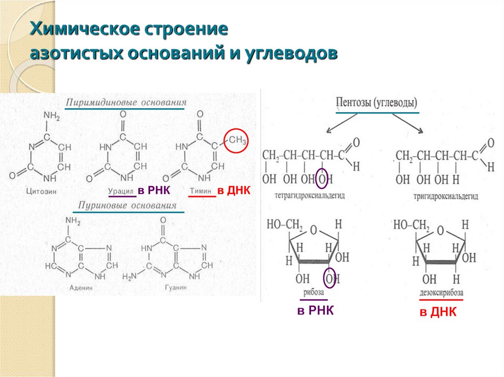 Углеводы днк и рнк. Химическое строение азотистых оснований. Химическая структура РНК. Химическое строение углеводов. Строение пиримидиновых оснований.