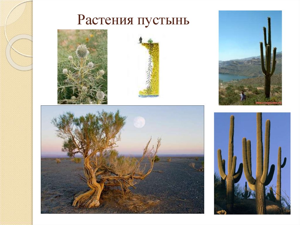 Растения пустыни 5 класс биология. Растения пустыни. Растения обитающие в пустыне. Растения зоны пустынь. Растения пустыни названия.