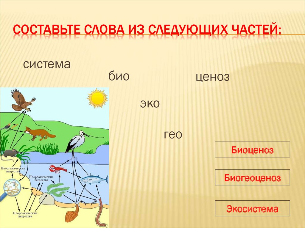 Биогеоценоз болота схема