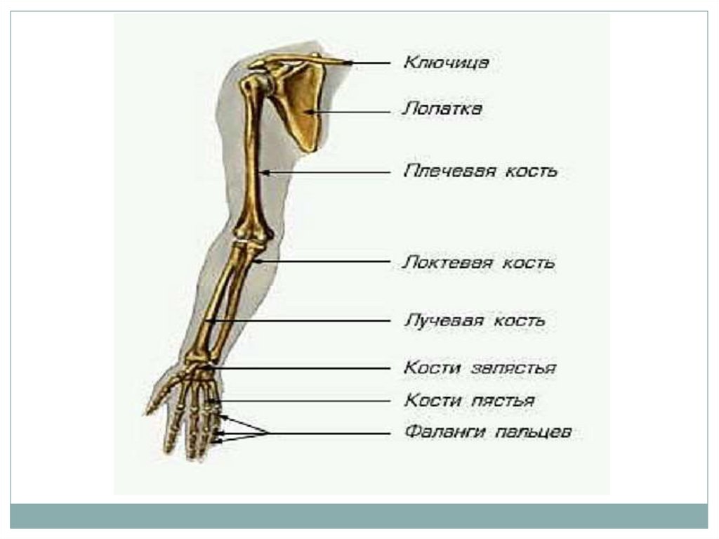 Кости скелета плеча