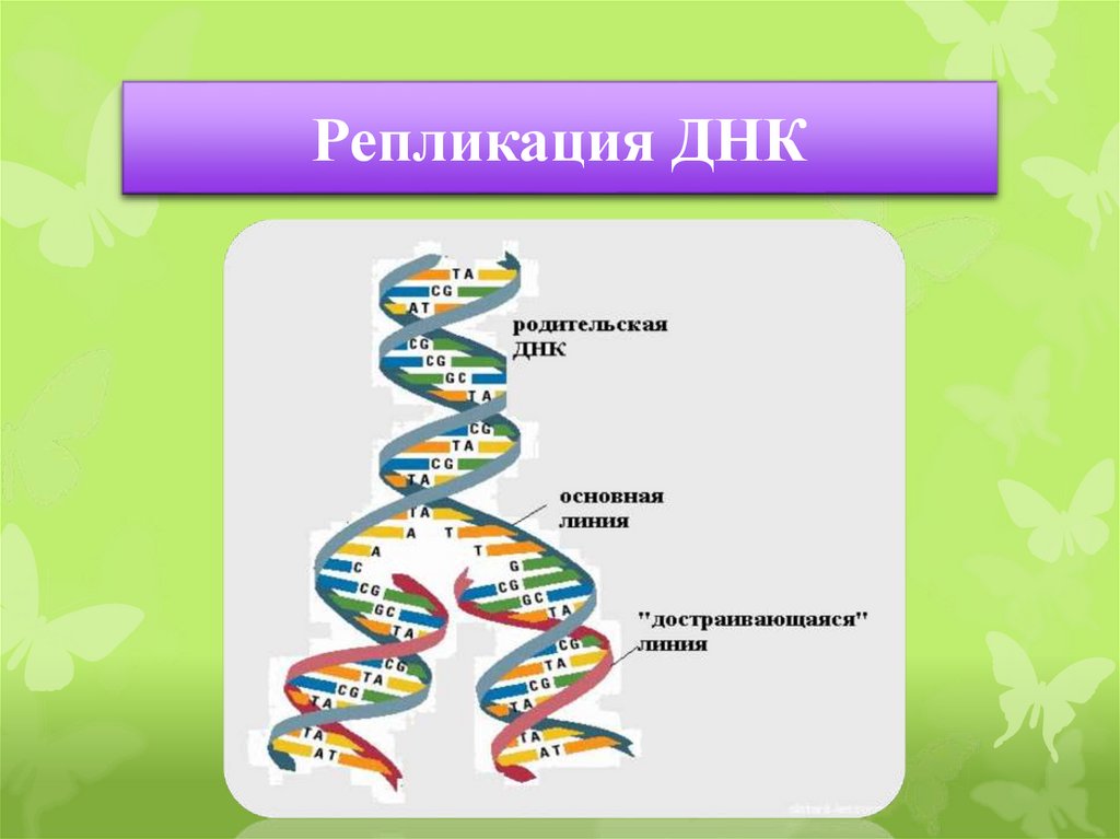 Процесс репликации днк схема