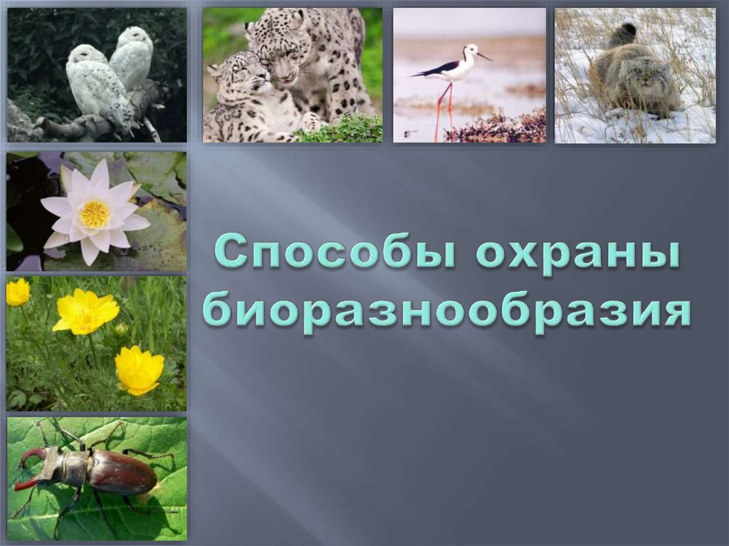 Охрана биоразнообразия. Среда обитания и биоразнообразие. Картинки для презентации на тему биоразнообразие. Сохранение биоразнообразия.