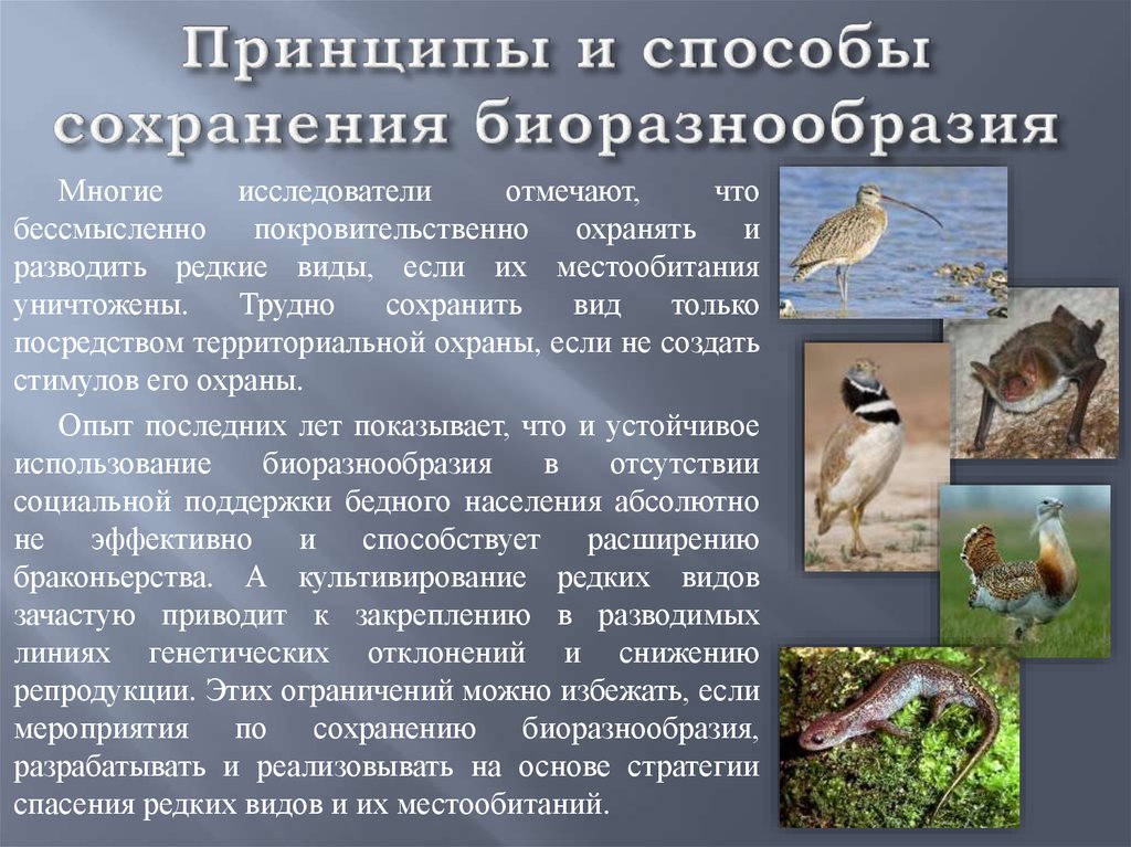 Биосфера птицы. Сохранение биоразнообразия. Методы сохранения биоразнообразия. Причины сохранения биоразнообразия. Пути сохранения биоразнообразия.