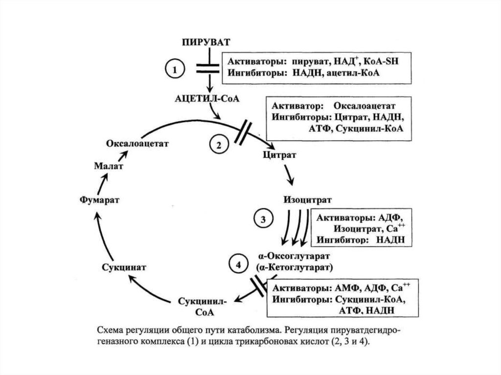 Над ф. Пируват и ацетил КОА пути. Ацетил КОА И сукцинил КОА. Оксалоацетат ацетил-КОА цитрат. Образование ацетил КОА из пирувата.