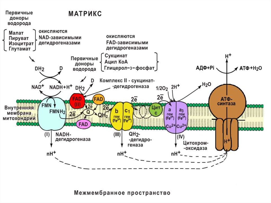 Схема энергетического обмена егэ