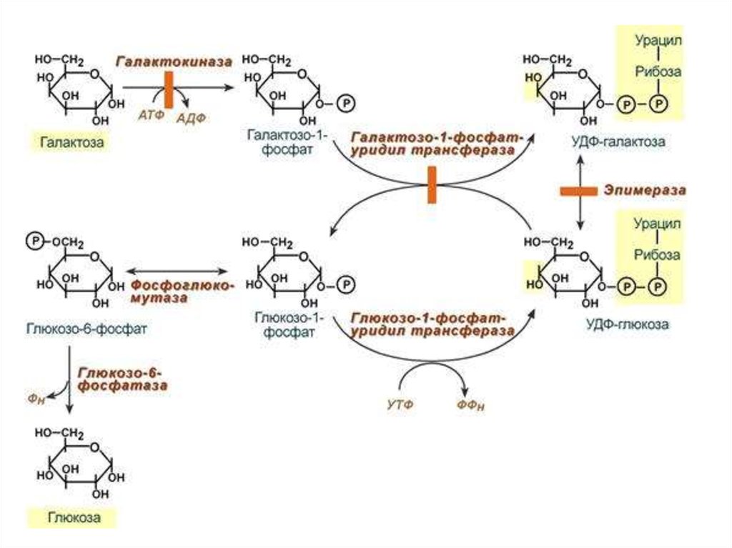 Галактоземия биохимия схема