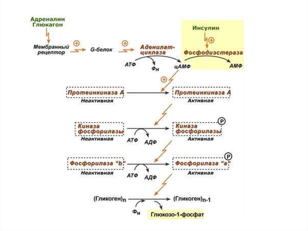 Инсулин стимулирует синтез гликогена. Кальций зависимая активация фосфорилазы гликогена. Механизм ингибирования гликогенсинтетазы под действием глюкагона. Глюкагон механизм действия биохимия. Регуляция активности фосфорилазы гормонами.