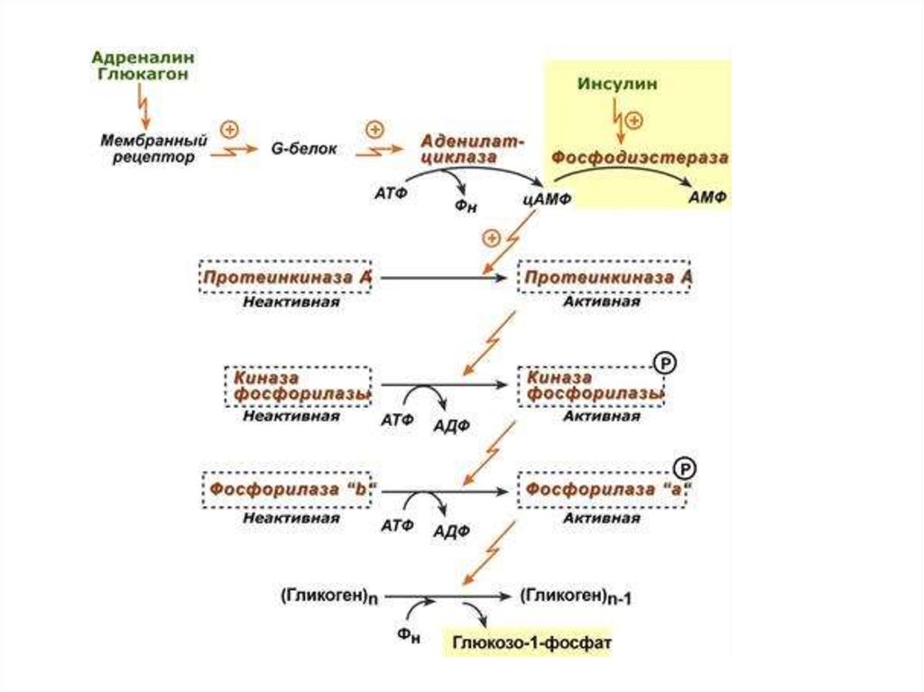Глюкагон фермент. Кальций зависимая активация фосфорилазы гликогена. Механизм ингибирования гликогенсинтетазы под действием глюкагона. Механизм действия глюкагона биохимия. Киназа фосфорилазы гликогена.