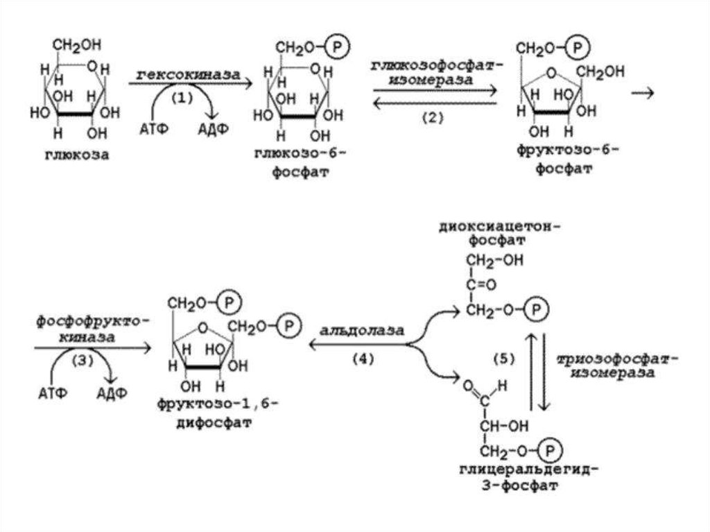 Аэробное фосфорилирование глюкозы. Реакции 1 и 2 стадии гликолиза. Схема реакции аэробного гликолиза Глюкозы. Схема гликолиза первый этап окисления Глюкозы. 2 Этап гликолиза реакции.