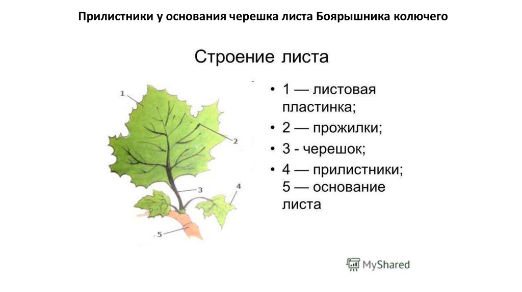 Основание Листа Фото