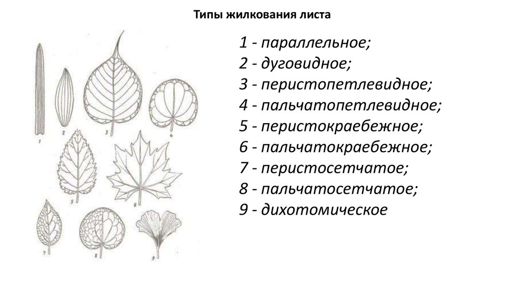 Лук репчатый жилкование