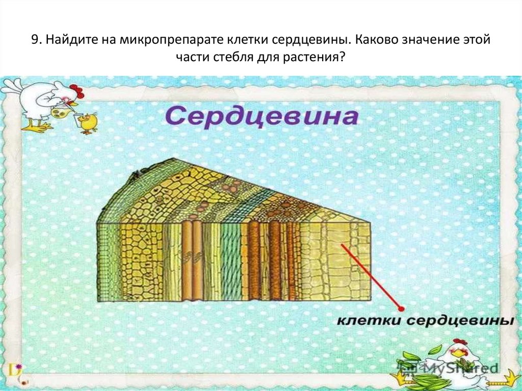 Строение сердцевины 6 класс