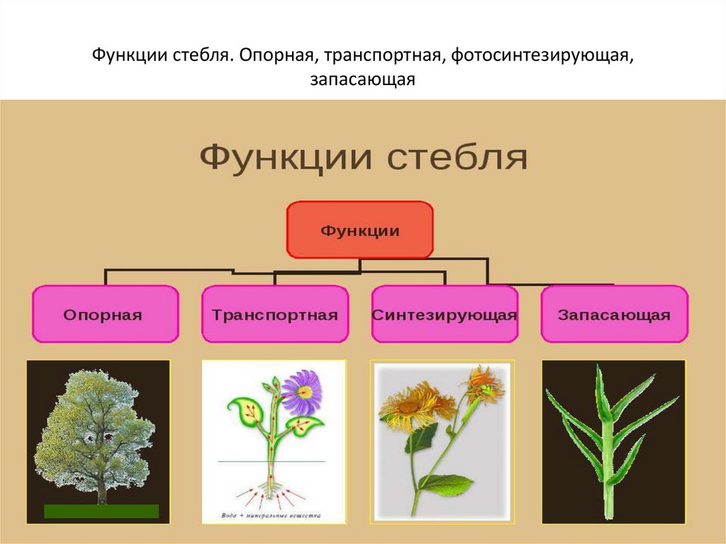 Функция корня стебля. Стебель растения. Функции стебля. Стебель растения выполняет. Транспортная функция стебля.