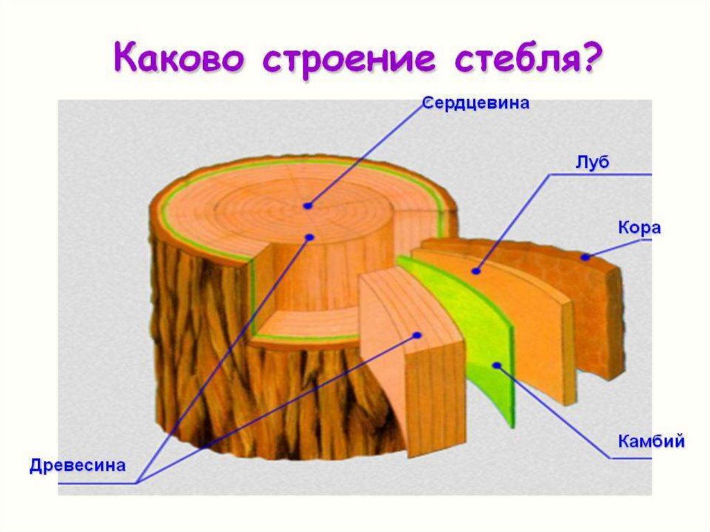 Строение стволов древесных растений. Строение стебля древесина Луб. Строение дерева Луб камбий.