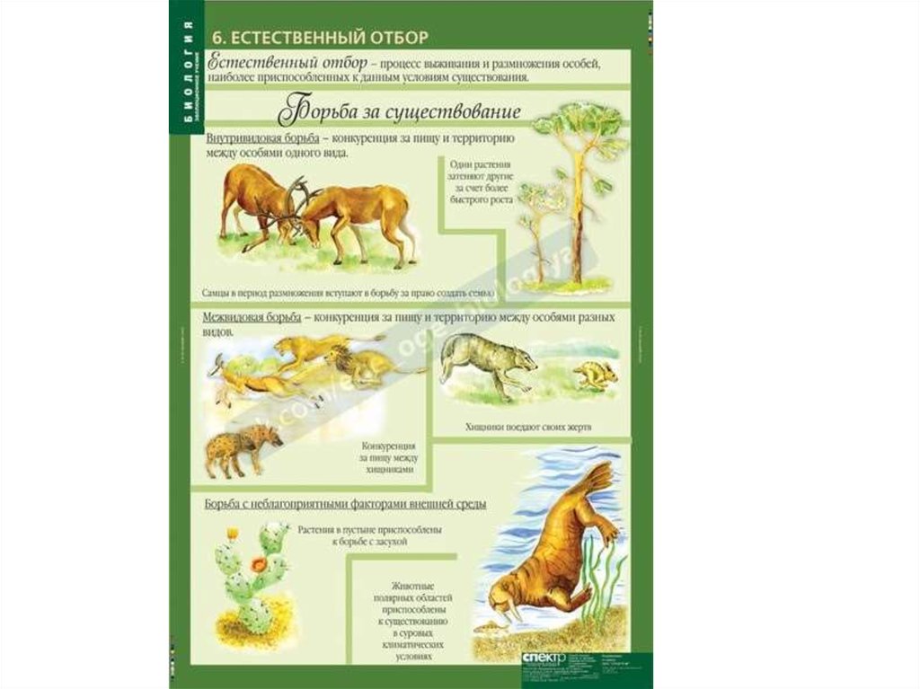 Животные биология 9 класс. Наглядный материал по биологии. Таблицы по общей биологии 10-11 класс. Эволюция биология 11 класс. Раздаточный материал по биологии.