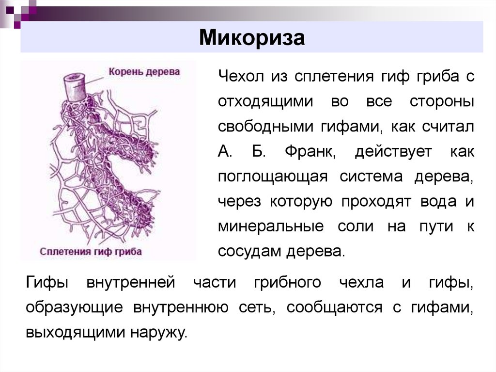 Микориза это. Строение гриба микориза. Микориза на корнях. Микориза строение. Эктоэндотрофная микориза.