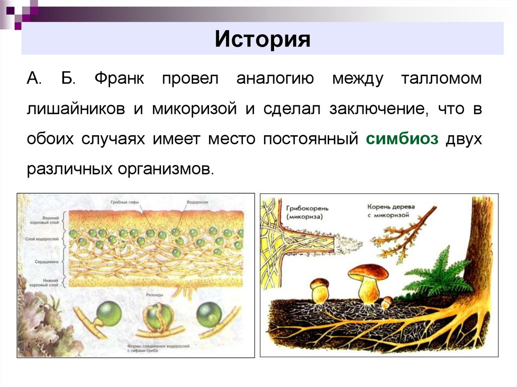 Плесневые грибы образуют микоризу. Микориза примеры растений. Микориза это видоизмененный корень. Что такое микориза у грибов. Микориза и лишайники.