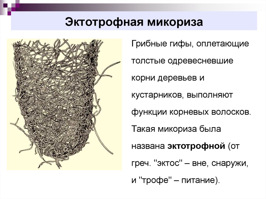 Грибница корень. Эктотрофная микориза. Эктотрофная и эндотрофная микориза. Эндотрофная микориза. Эктотрофная микориза функции.