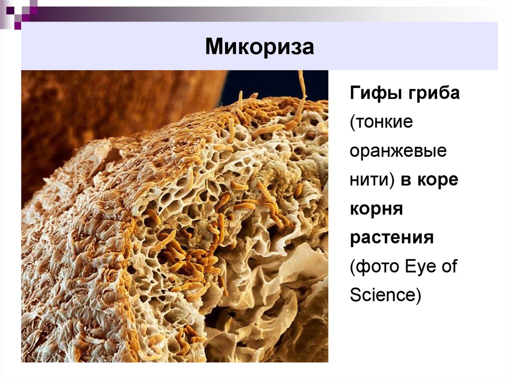 Как выглядит микориза фото