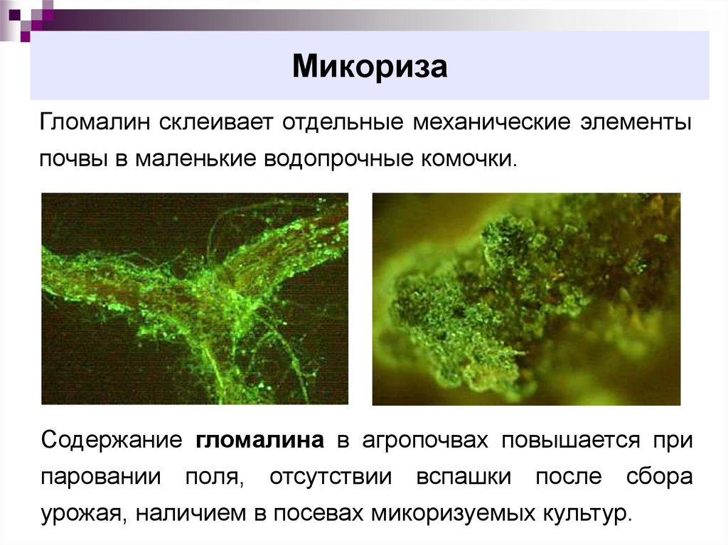 Микориза это