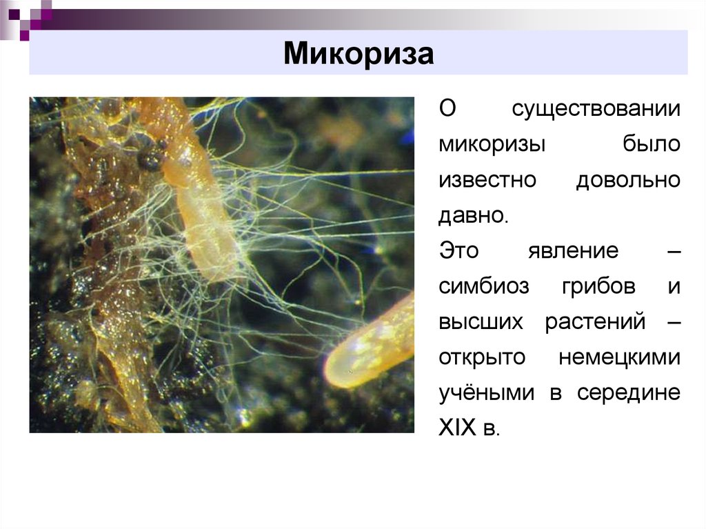 Микориза это