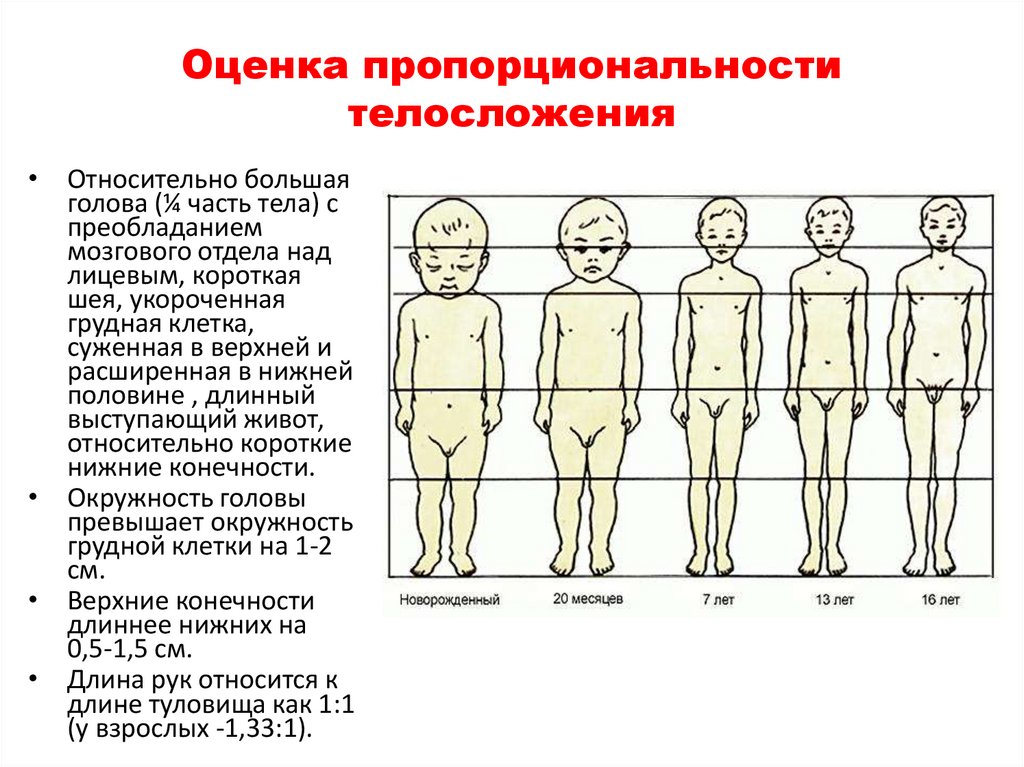 Особенности физического развития и телосложения у представителей различных видов спорта презентация