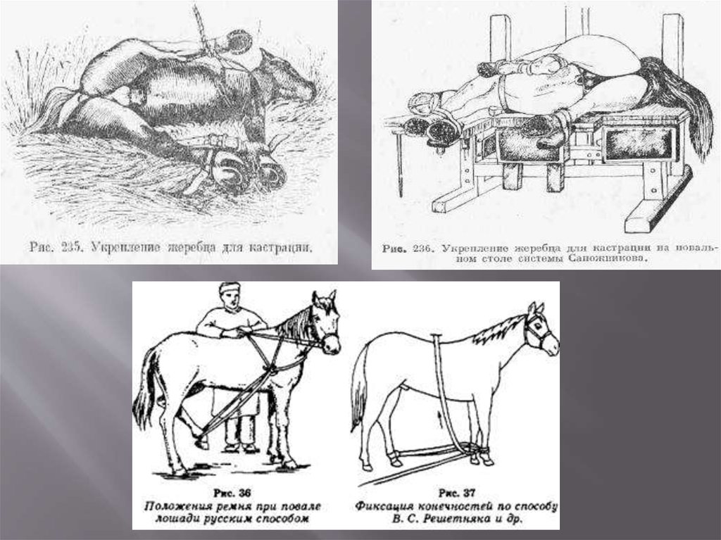 Способы кастрации жеребцов. Методы местного обезболивания при кастрации Жеребцов по Буассэ. Фиксация лошадей. Фиксация жеребца для кастрации животных.