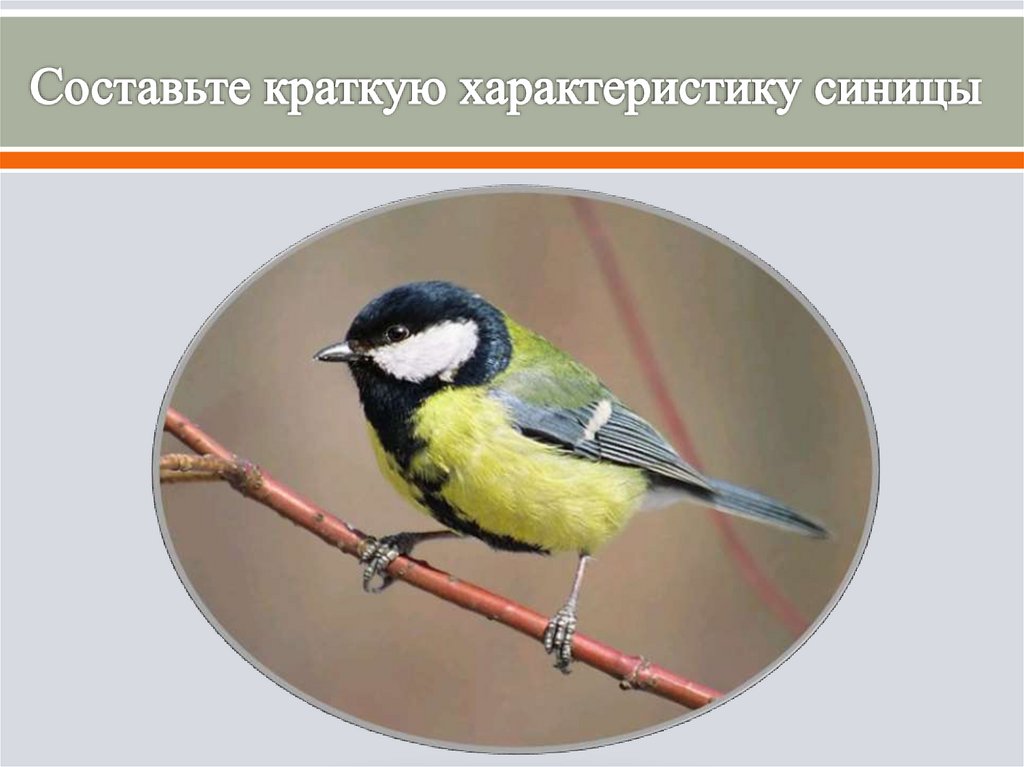 Экскурсия Знакомство С Птицами Парка 7 Класс