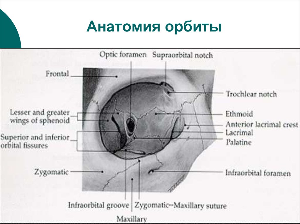 Части глазницы. Медиальная стенка глазницы анатомия. Кости медиальной стенки глазницы. Медиальная стенка орбиты анатомия. Верхняя глазничная щель анатомия.