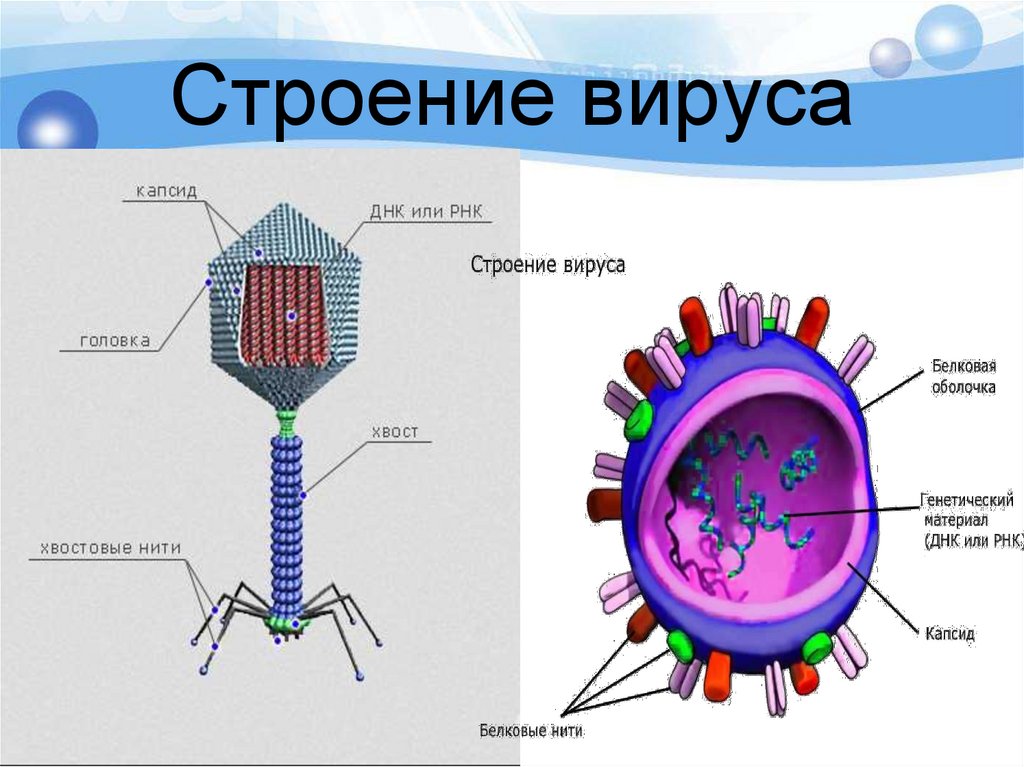 Белковый капсид вируса на рисунке