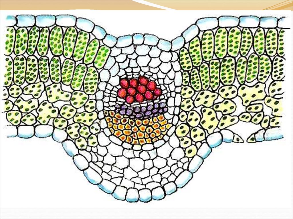 На рисунке изображен поперечный срез листа выполнив лабораторную работу клеточное строение листа