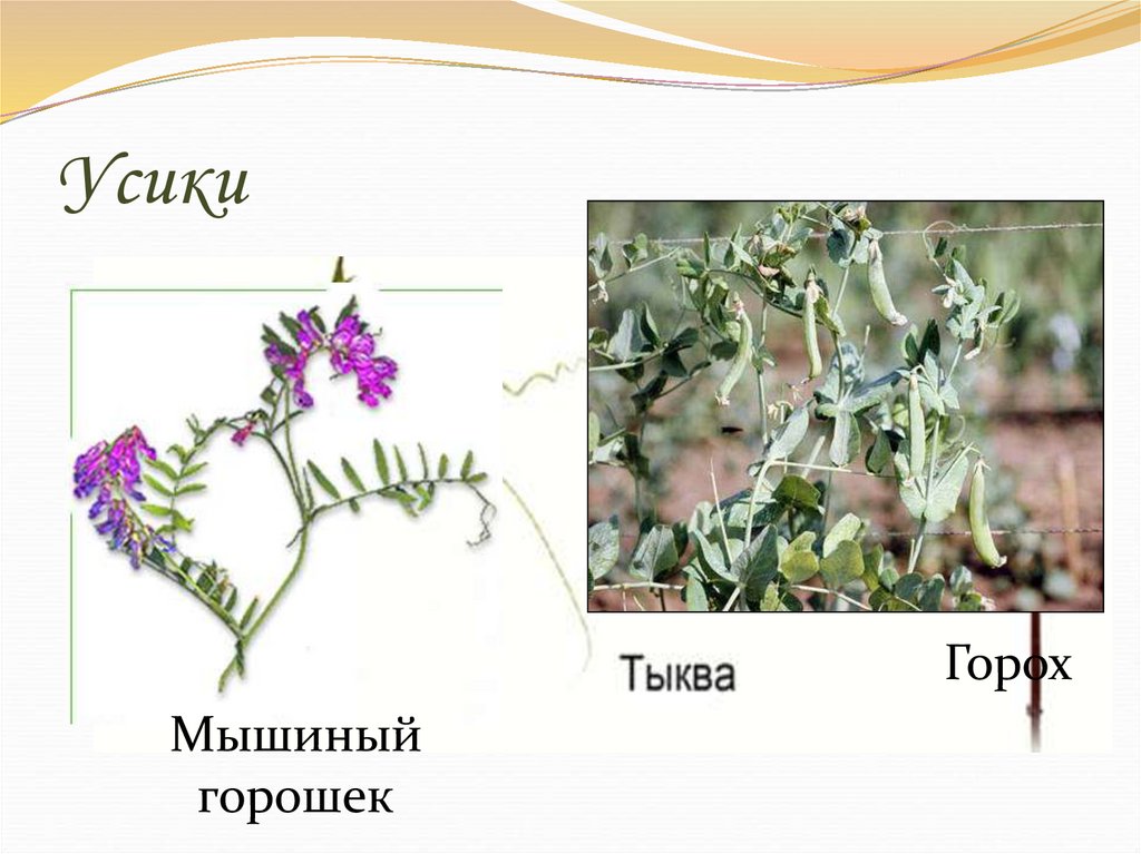 Мышиный горошек строение. Горошек мышиный. Горошек мышиный формула цветка. Усики гороха.