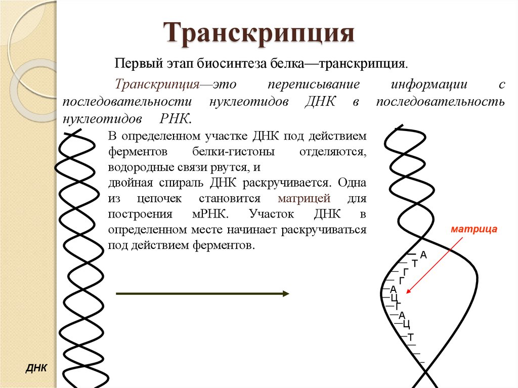 Схема транскрипции днк