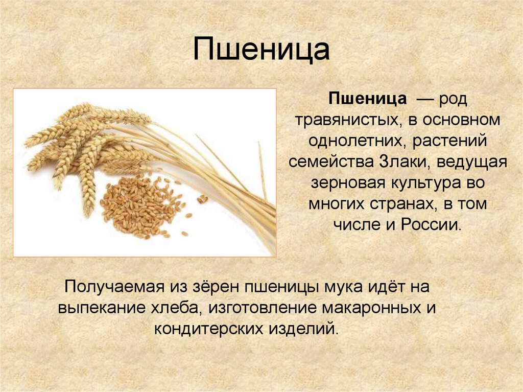 Род семейства злаковых. Пшеница доклад. Пшеница для презентации. Пшеница род травянистых растений семейства. Проект про пшеницу.