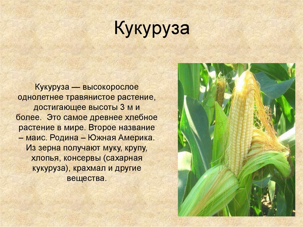 Доклад про растение 3 класс. Кукуруза описание растения 2 класс. Кукуруза доклад. Сообщение о кукурузе. Доклад на тему кукуруза.