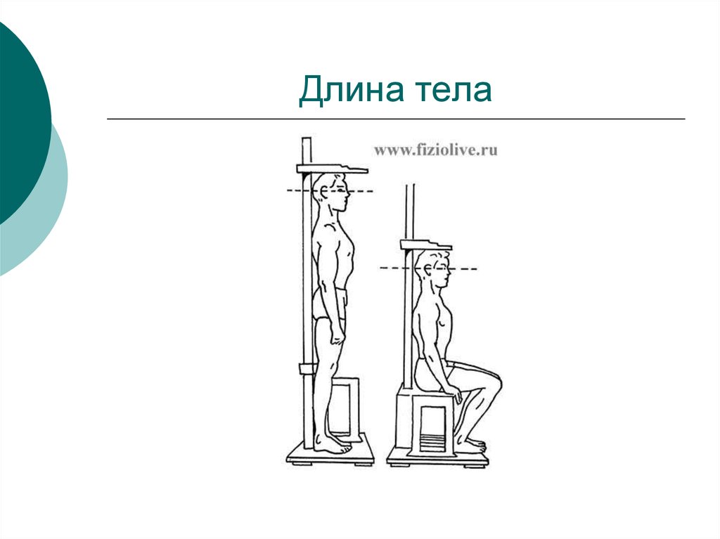 Антропометрия. Длина тела. Измерение длины тела. Антропометрия и соматометрия. Измерение длины тела сидя.