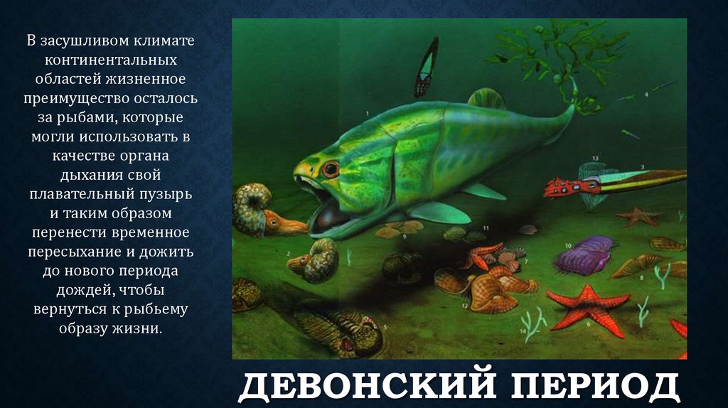 Век рыб. Девонский период век рыб. Девонский период период рыбы. Рыбы девона. Панцирные рыбы девонского периода.